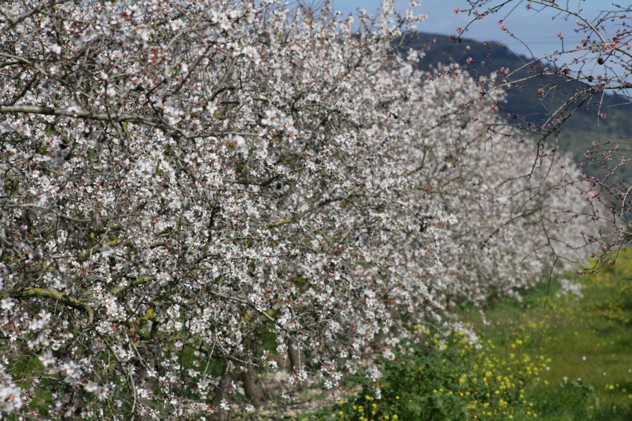 155 Finca Son Rossignol By Mallorca Charme Sineu  Esterno foto